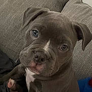 Athena joined the competition — help win amazing prizes! dog, puppy, pitbull, couch, sofa, indoor, pet, portrait, close_up, gray_fur, white_marking, blue_eyes, nose, paw, ear, sitting, looking_up, cute, fabric, home