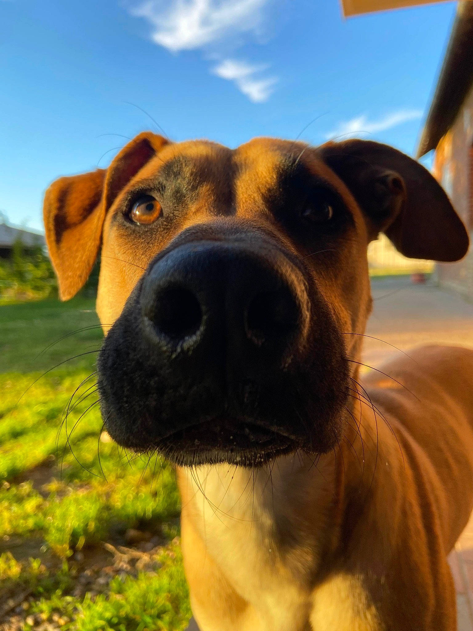 Saba participe au concours pour gagner de l'argent avec cette photo : canidae, carnivore, cloud, collar, companion_dog, dog, dog_breed, dog_collar, fawn, grass, grassland, guard_dog, happy, pet_supply, sky, snout, sporting_group, whiskers, working_animal, working_dog