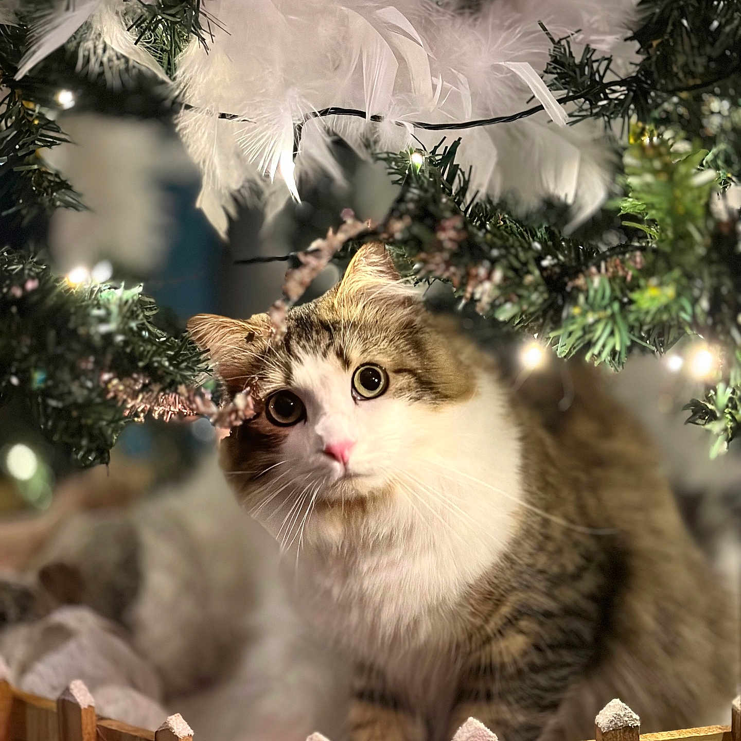 Marley participe au concours pour gagner de l'argent avec cette photo : angora, animal, bird, cat, christmas, christmasdecorations, christmastree, conifer, festival, fir, flower, kitten, manx, pet, pine, plant, pottedplant, tree, vegetation, wood
