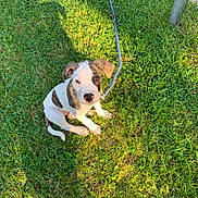 Cairo is registered to the contest to win money with this photo: puppy, dog, grass, leash, outdoor, sunlight, shadow, pet, animal, cute, sitting, greenery, young, canine, nature, playful, adorable, summer, daylight, friendly