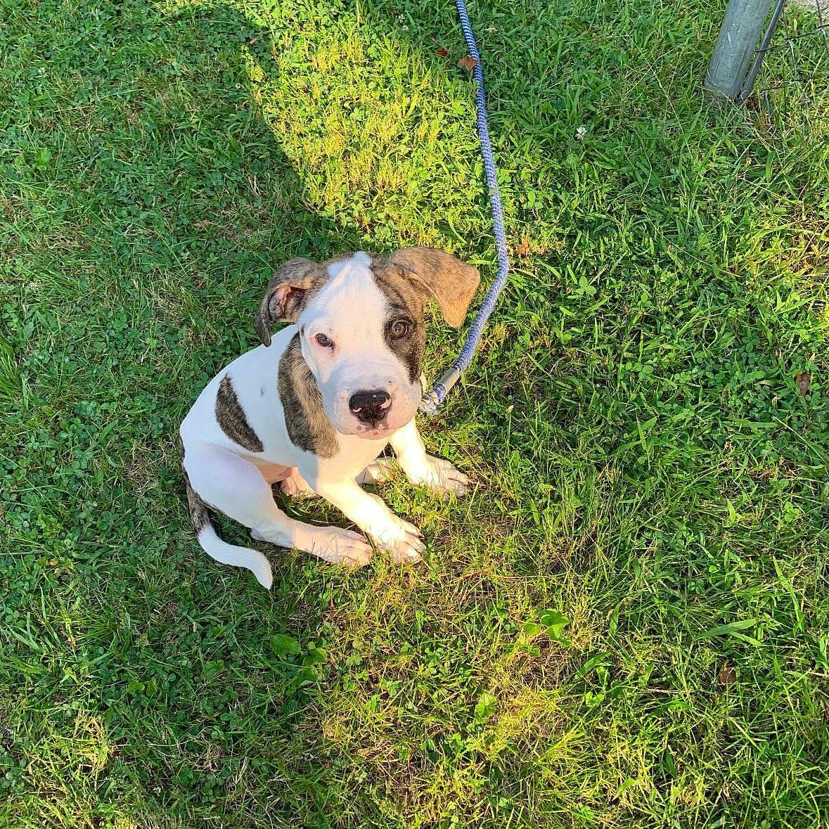Cairo is registered to the contest to win money with this photo: puppy, dog, grass, leash, outdoor, sunlight, shadow, pet, animal, cute, sitting, greenery, young, canine, nature, playful, adorable, summer, daylight, friendly