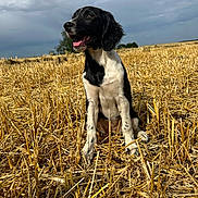 Upsa a rejoint le concours — aidez-le/la à gagner de superbes lots ! dog, black_and_white, field, wheat, outdoor, sky, cloudy, happy, sitting, nature, grass, pets, animal, canine, fur, ears, mouth_open, tongue_out, daytime, rural