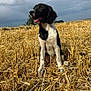 dog, black_and_white, field, wheat, outdoor, sky, cloudy, happy, sitting, nature, grass, pets, animal, canine, fur, ears, mouth_open, tongue_out, daytime, rural
