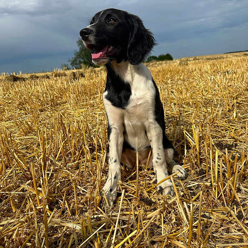 Upsa a rejoint le concours — aidez-le/la à gagner de superbes lots ! animal, black_and_white, canine, cloudy, daytime, dog, ears, field, fur, grass, happy, mouth_open, nature, outdoor, pets, rural, sitting, sky, tongue_out, wheat