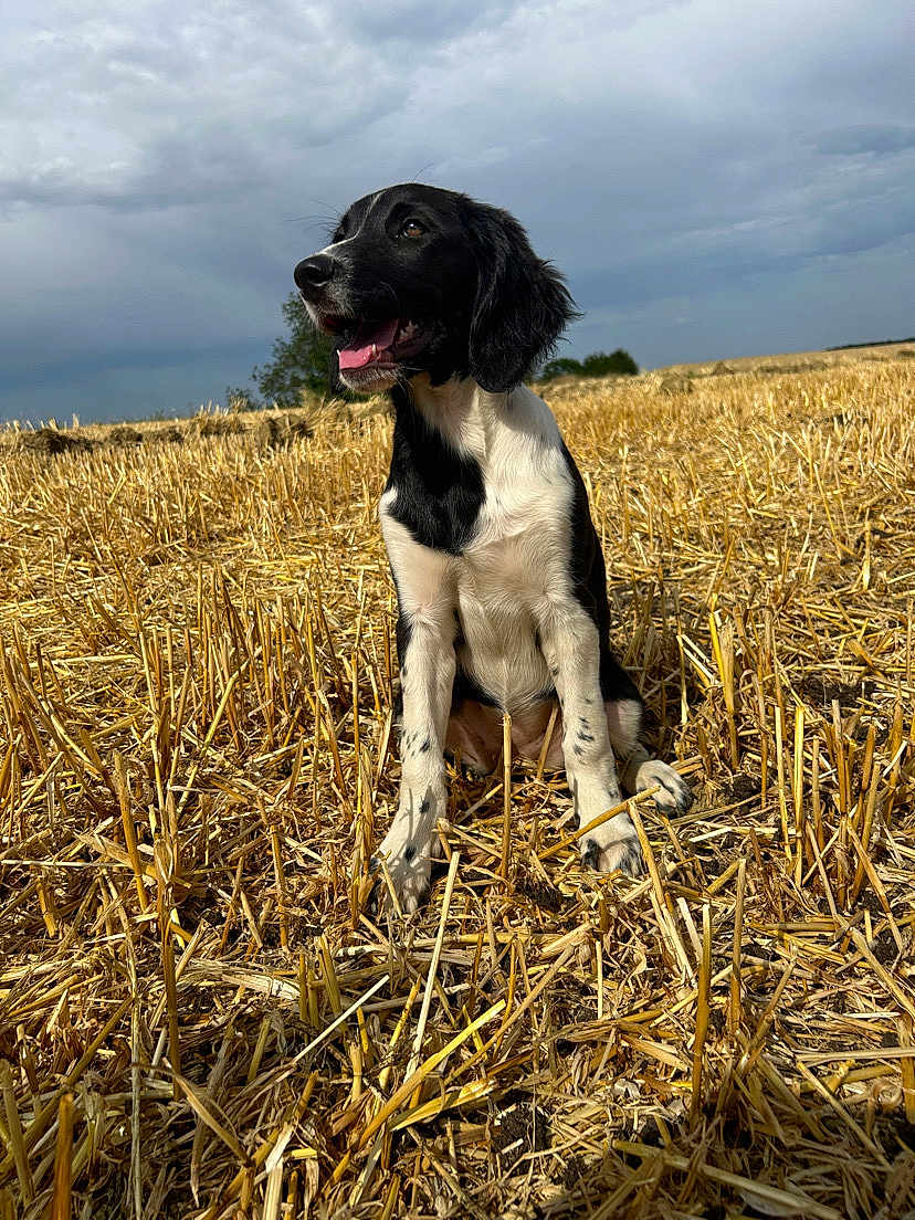 Upsa a rejoint le concours — aidez-le/la à gagner de superbes lots ! dog, black_and_white, field, wheat, outdoor, sky, cloudy, happy, sitting, nature, grass, pets, animal, canine, fur, ears, mouth_open, tongue_out, daytime, rural