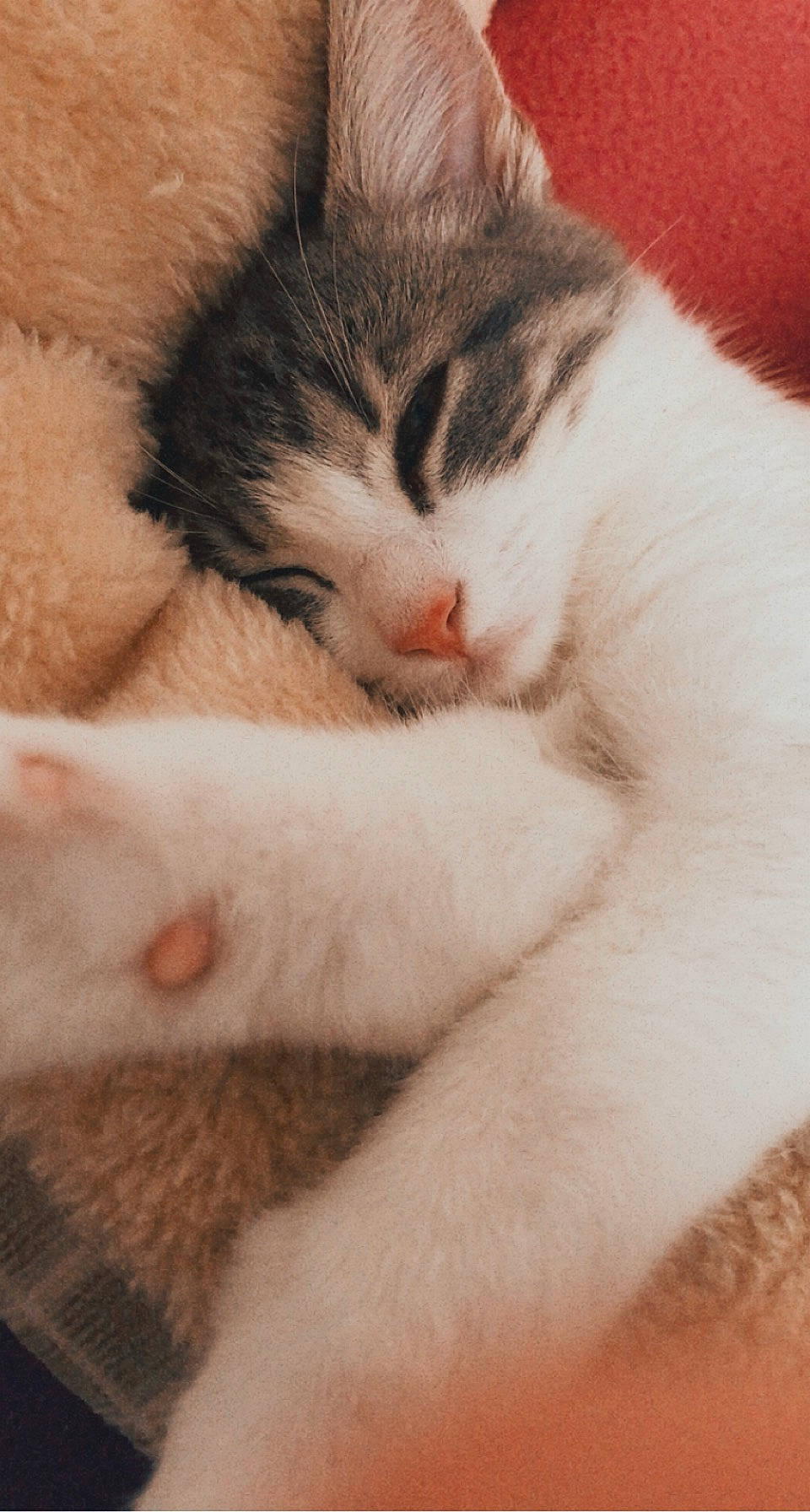 Nala a rejoint le concours — aidez-le/la à gagner de superbes lots ! carnivore, cat, claw, close_up, comfort, domestic_short_haired_cat, fawn, felidae, fur, nap, paw, sleep, small_to_medium_sized_cats, snout, tail, whiskers