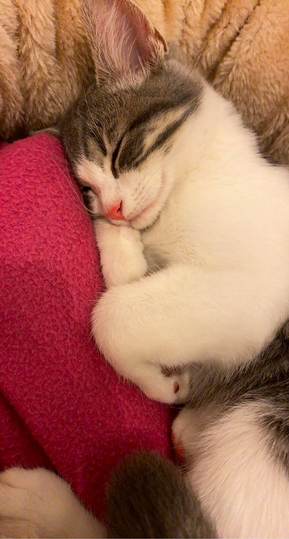 Nala participe au concours pour gagner de l'argent avec cette photo : carnivore, cat, claw, comfort, domestic_short_haired_cat, ear, fawn, felidae, fur, nap, paw, small_to_medium_sized_cats, tail, whiskers