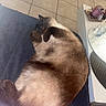 animal, candle, cat, cozy, curled_up, domestic, fur, furry, glass, home, indoor, paws, pet, purple, relaxing, resting, siamese, sleeping, table, tile_floor