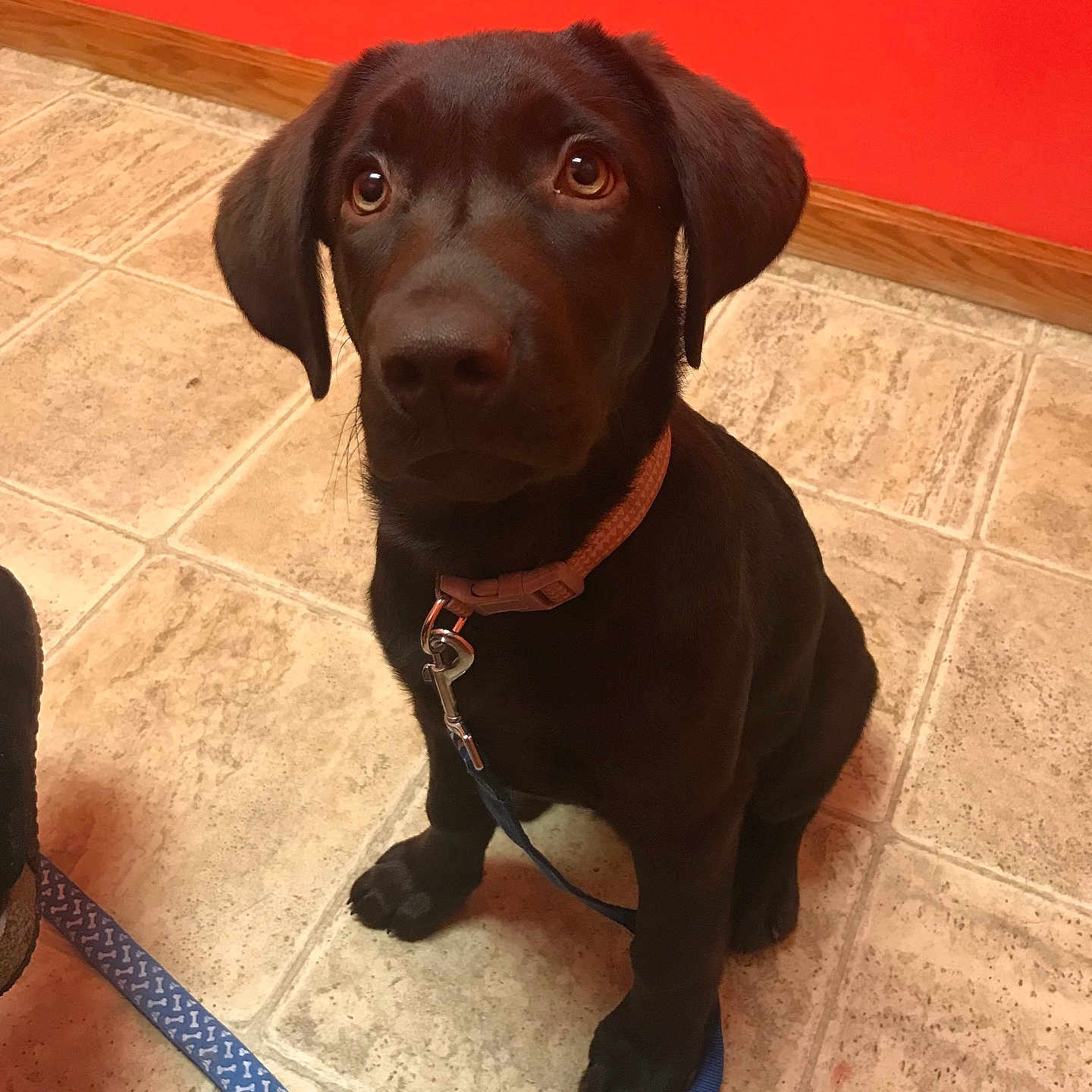 Benelli is registered to the contest to win money with this photo: animal, brown, chocolate_lab, collar, companion, cute, dog, domestic, ears, floor, fur, indoor, leash, looking_up, obedient, pet, puppy, sitting, tile, young_dog
