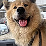 dog, fluffy, happy, tongue_out, car_interior, window, seat, leash, pet, animal, canine, close_up, smiling, furry, ears, nose, mouth, daylight, side_mirror, vehicle