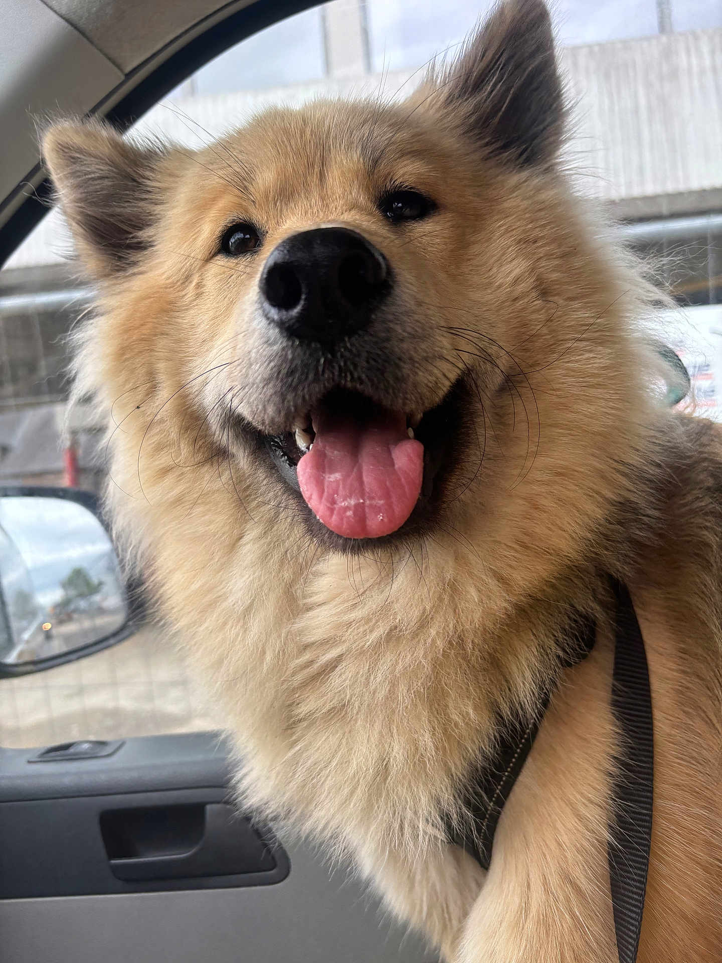 Vic participe au concours pour gagner de l'argent avec cette photo : dog, fluffy, happy, tongue_out, car_interior, window, seat, leash, pet, animal, canine, close_up, smiling, furry, ears, nose, mouth, daylight, side_mirror, vehicle