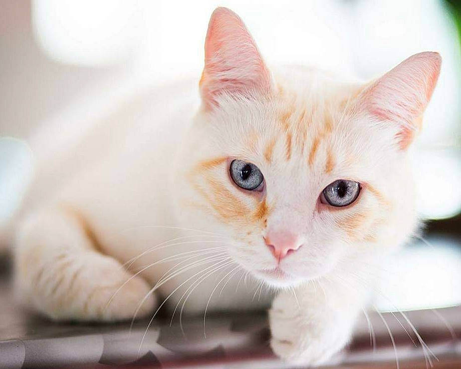 Mambo a rejoint le concours — aidez-le/la à gagner de superbes lots ! carnivore, cat, cat_supply, claw, comfort, domestic_short_haired_cat, fawn, felidae, fur, paw, small_to_medium_sized_cats, snout, tail, whiskers, window