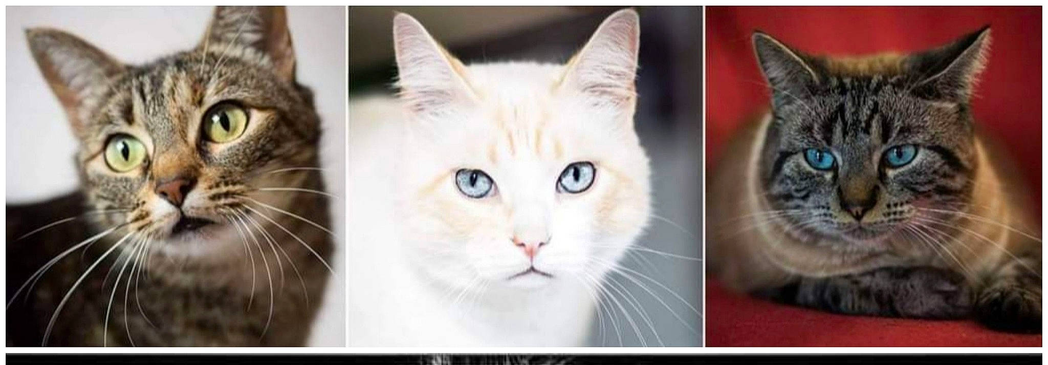 Mambo a rejoint le concours — aidez-le/la à gagner de superbes lots ! art, carnivore, cat, cat_supply, domestic_short_haired_cat, fawn, felidae, fur, iris, paw, photo_caption, photography, small_to_medium_sized_cats, snout, tail, terrestrial_animal, whiskers, wildlife, window