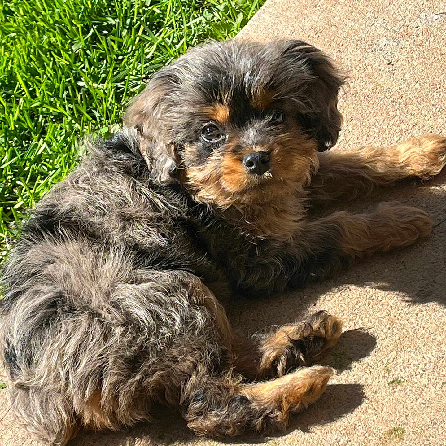 Pearl The Blue Merle