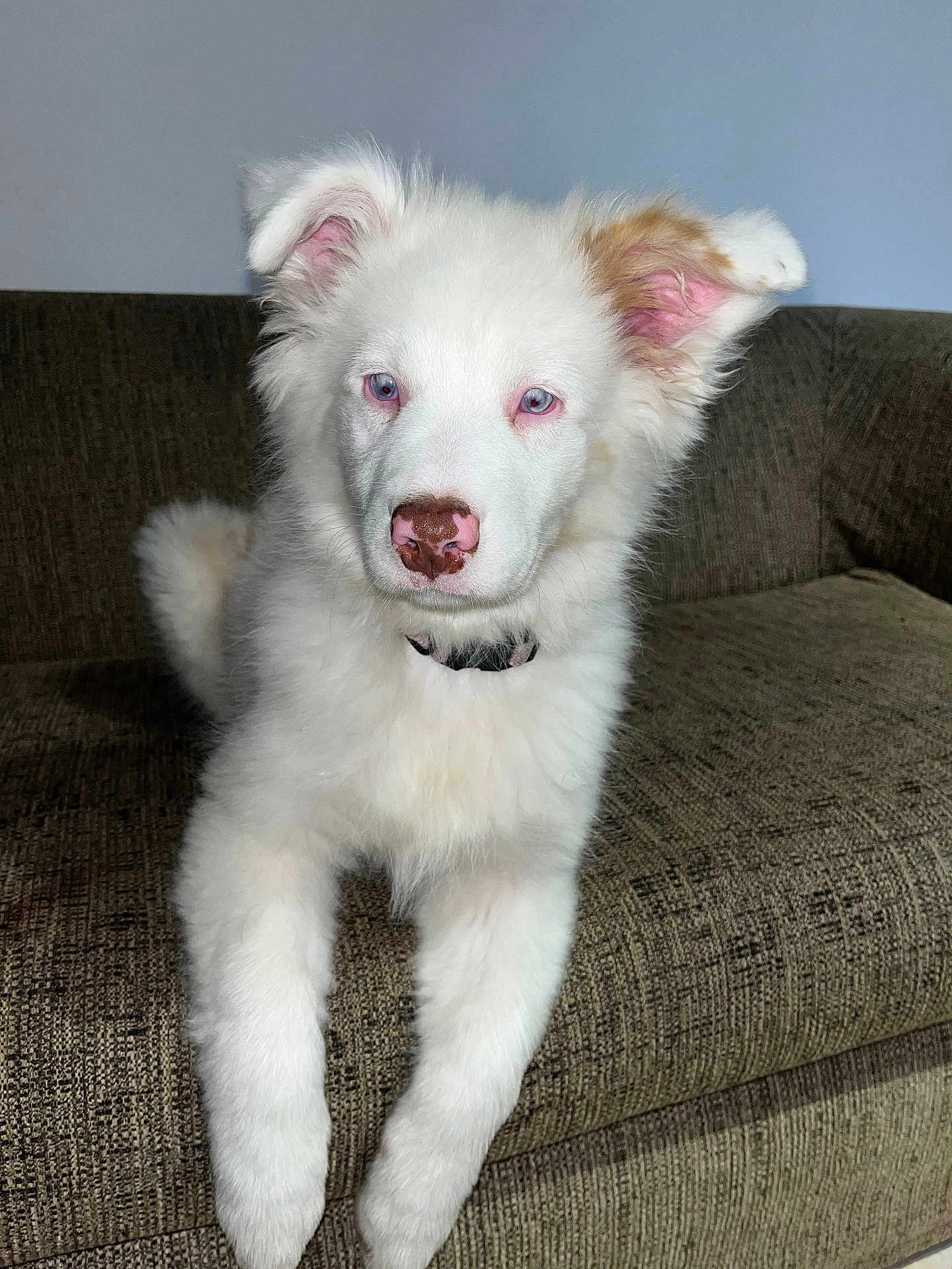 Allya a rejoint le concours — aidez-le/la à gagner de superbes lots ! dog, puppy, white_fur, blue_eyes, pink_nose, floppy_ear, couch, indoor, pet, animal, fur, cute, domestic_animal, relaxed, looking_at_camera, young_dog, furniture, home, companion, portrait