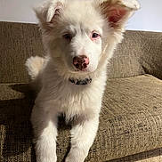 Allya a rejoint le concours — aidez-le/la à gagner de superbes lots ! puppy, dog, white_dog, fluffy, pet, animal, indoor, couch, furniture, ears, pink_nose, cute, young_dog, portrait, looking_at_camera, sitting, home, light, shadow, fur