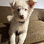 puppy, dog, white_dog, fluffy, pet, animal, indoor, couch, furniture, ears, pink_nose, cute, young_dog, portrait, looking_at_camera, sitting, home, light, shadow, fur