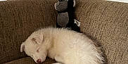 Allya a rejoint le concours — aidez-le/la à gagner de superbes lots ! puppy, dog, sleeping, couch, plush_toy, monkey_toy, brown_couch, indoor, pet, cute, fur, resting, cozy, home, animal, small_dog, relaxing, white_puppy, stuffed_animal, companion