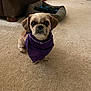Hachi joined the competition — help win amazing prizes! animal, attentive, bandana, brown_furniture, canine, carpet, close_up, cute, dog, dog_bed, floor, furniture, indoor, living_room, looking_at_camera, pet, pet_accessory, purple_bandana, sitting, small_dog