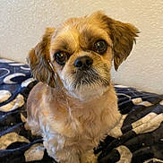 Hachi joined the competition — help win amazing prizes! animal, blanket, brown_fur, companion, cute, dog, ears, eyes, face, fluffy, fur, indoor, looking_at_camera, nose, pet, portrait, resting, sitting, small_dog, whiskers