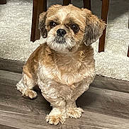 Hachi joined the competition — help win amazing prizes! dog, small_dog, fluffy, brown_dog, indoor, wooden_floor, carpet, curious, pet, cute, sitting, furry, animal, companion, home, domestic, fur, ears, face, floor