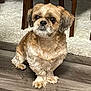 dog, small_dog, fluffy, brown_dog, indoor, wooden_floor, carpet, curious, pet, cute, sitting, furry, animal, companion, home, domestic, fur, ears, face, floor