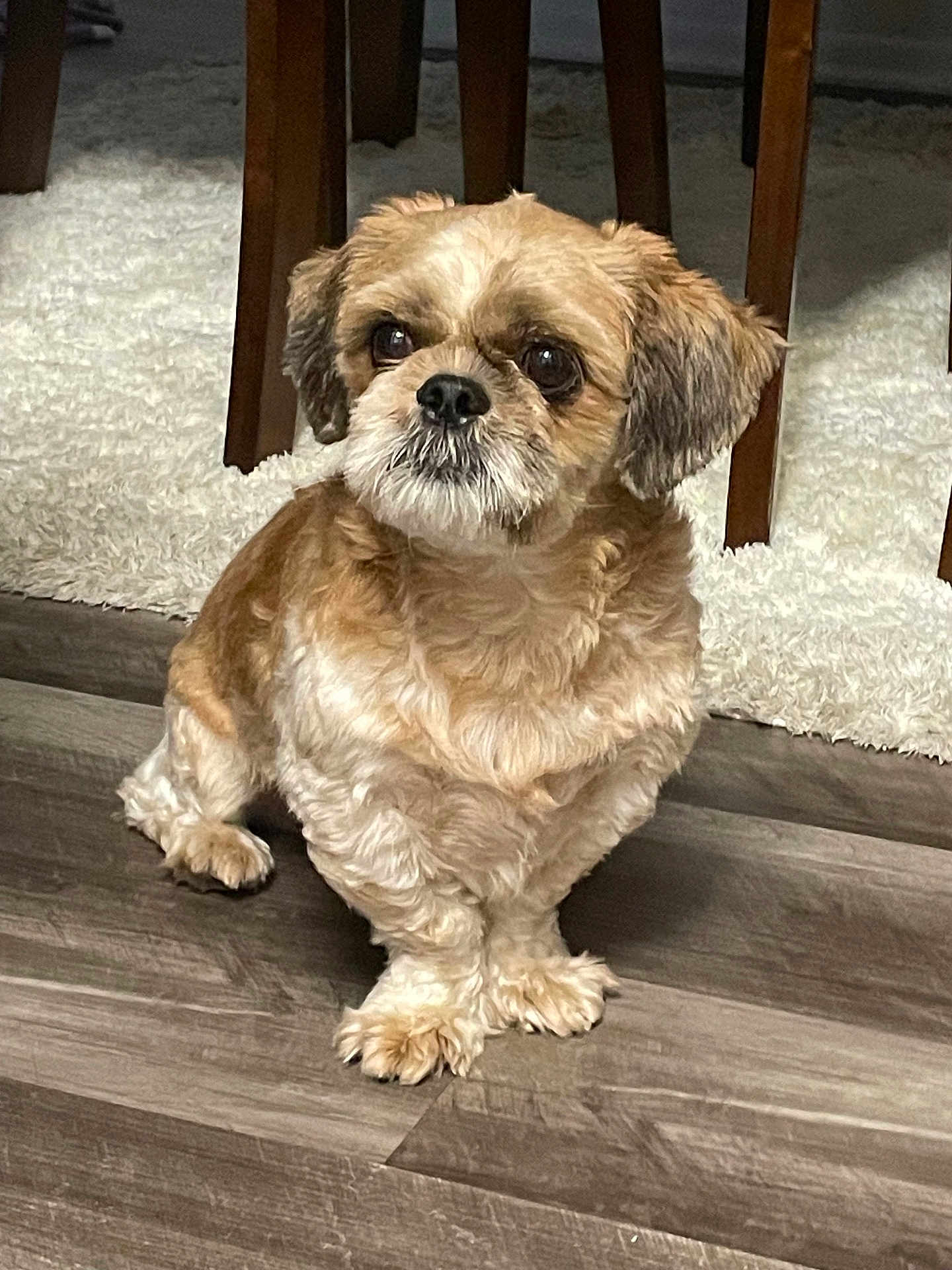 Hachi joined the competition — help win amazing prizes! dog, small_dog, fluffy, brown_dog, indoor, wooden_floor, carpet, curious, pet, cute, sitting, furry, animal, companion, home, domestic, fur, ears, face, floor