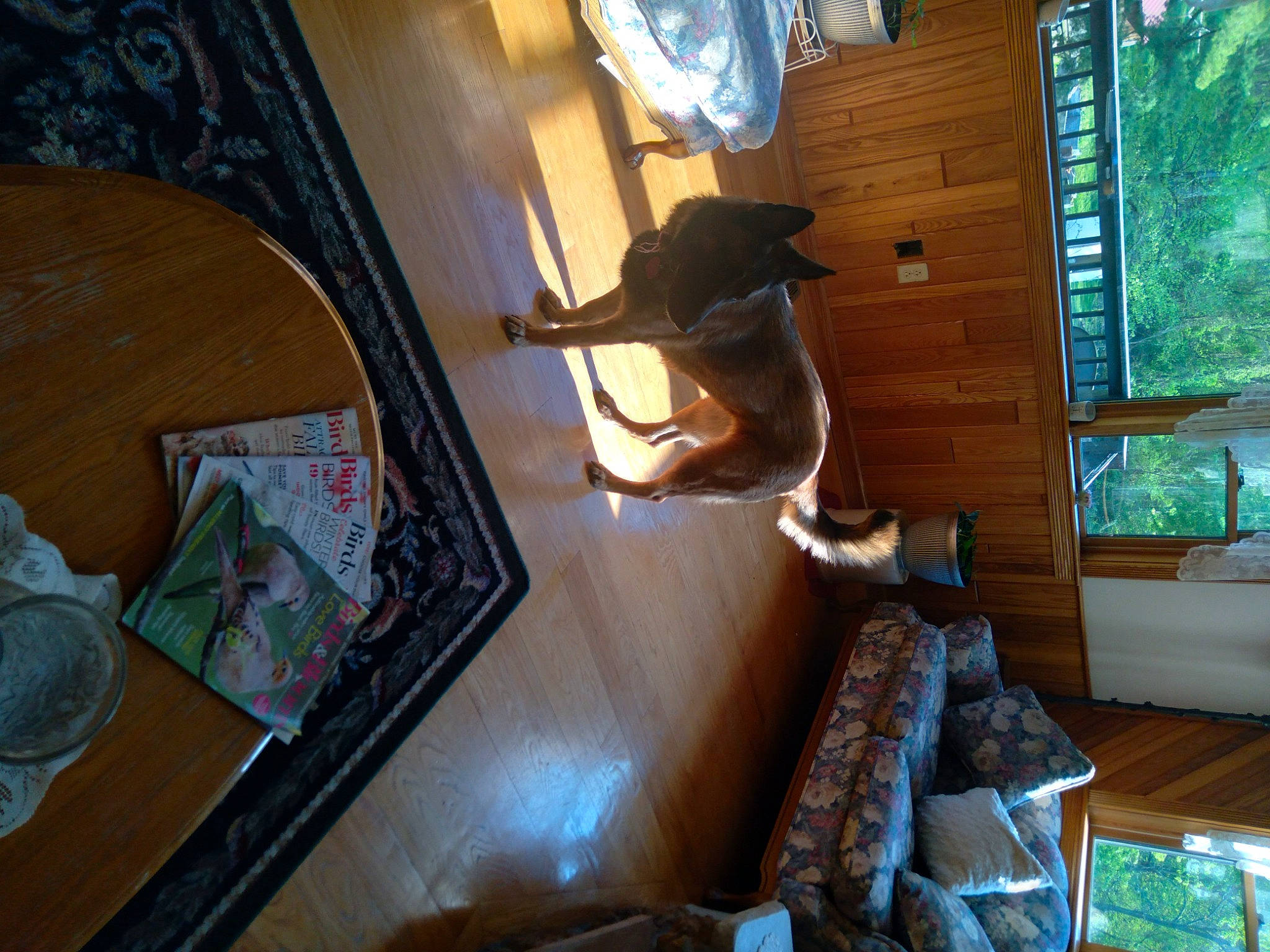 Dutchess is registered to the contest to win money with this photo: brown, building, ceiling, chair, comfort, couch, dog, floor, flooring, green, hardwood, hat, interior_design, living_room, plant, stairs, table, window, wood, wood_stain