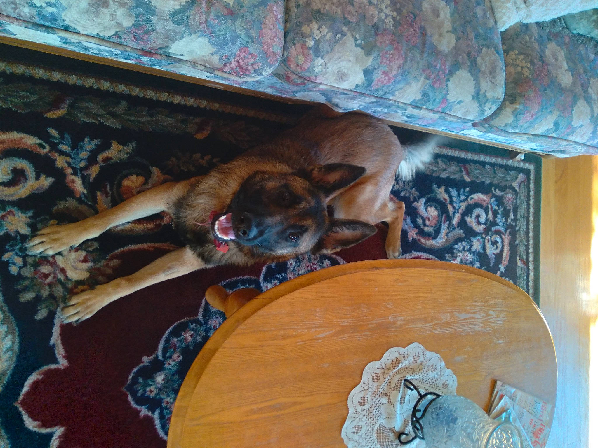 Dutchess joined the competition — help win amazing prizes! art, brown, canidae, carnivore, ceiling, comfort, companion_dog, dog, dog_breed, fawn, flooring, hardwood, plate, platter, room, sporting_group, table, tableware, wood, working_animal