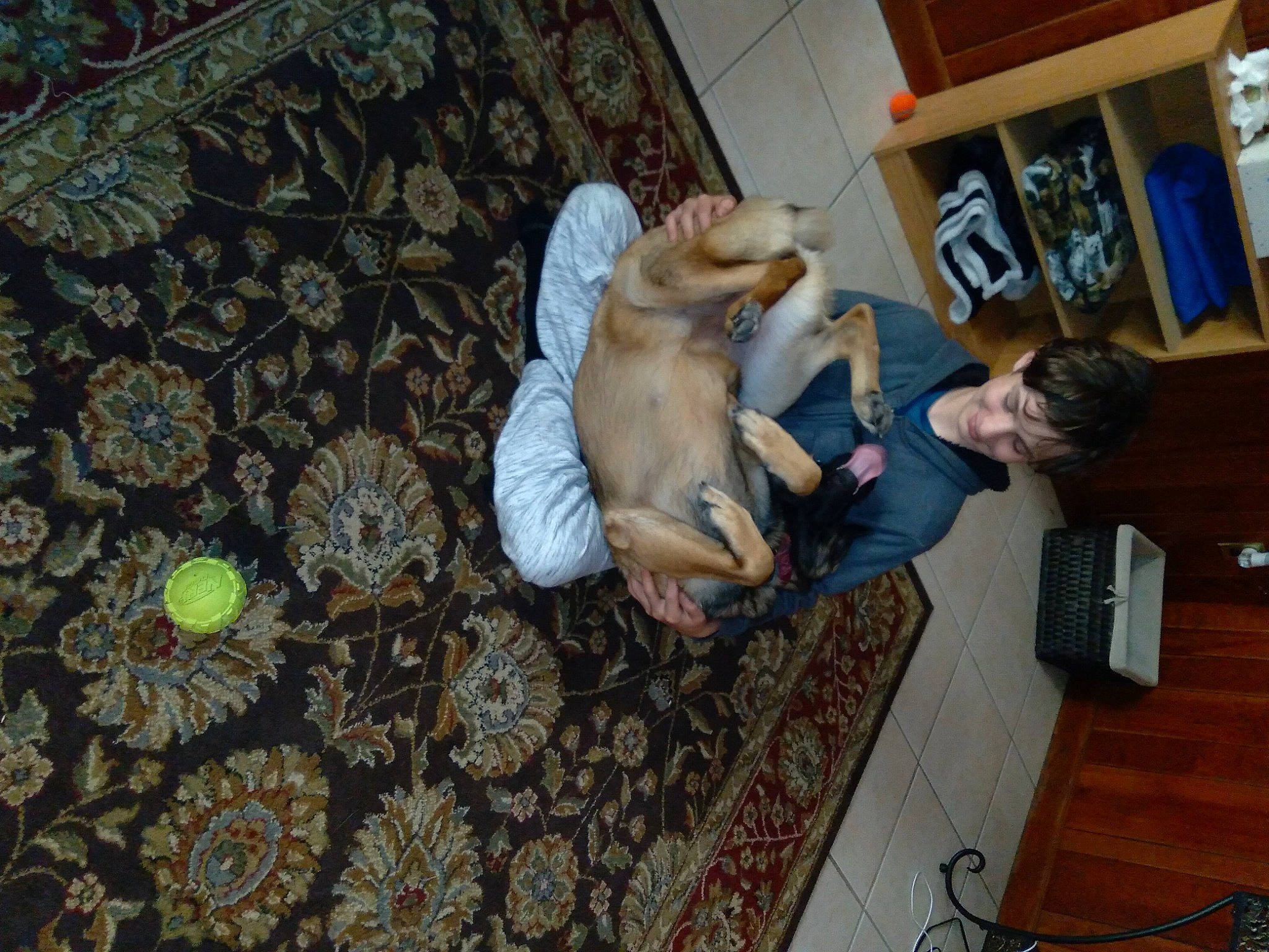 Dutchess joined the competition — help win amazing prizes! canidae, carnivore, carpet, child, comfort, companion_dog, dog, dog_breed, fawn, floor, flooring, fur, hardwood, pattern, room, shelf, sporting_group, toy, toy_dog, wood