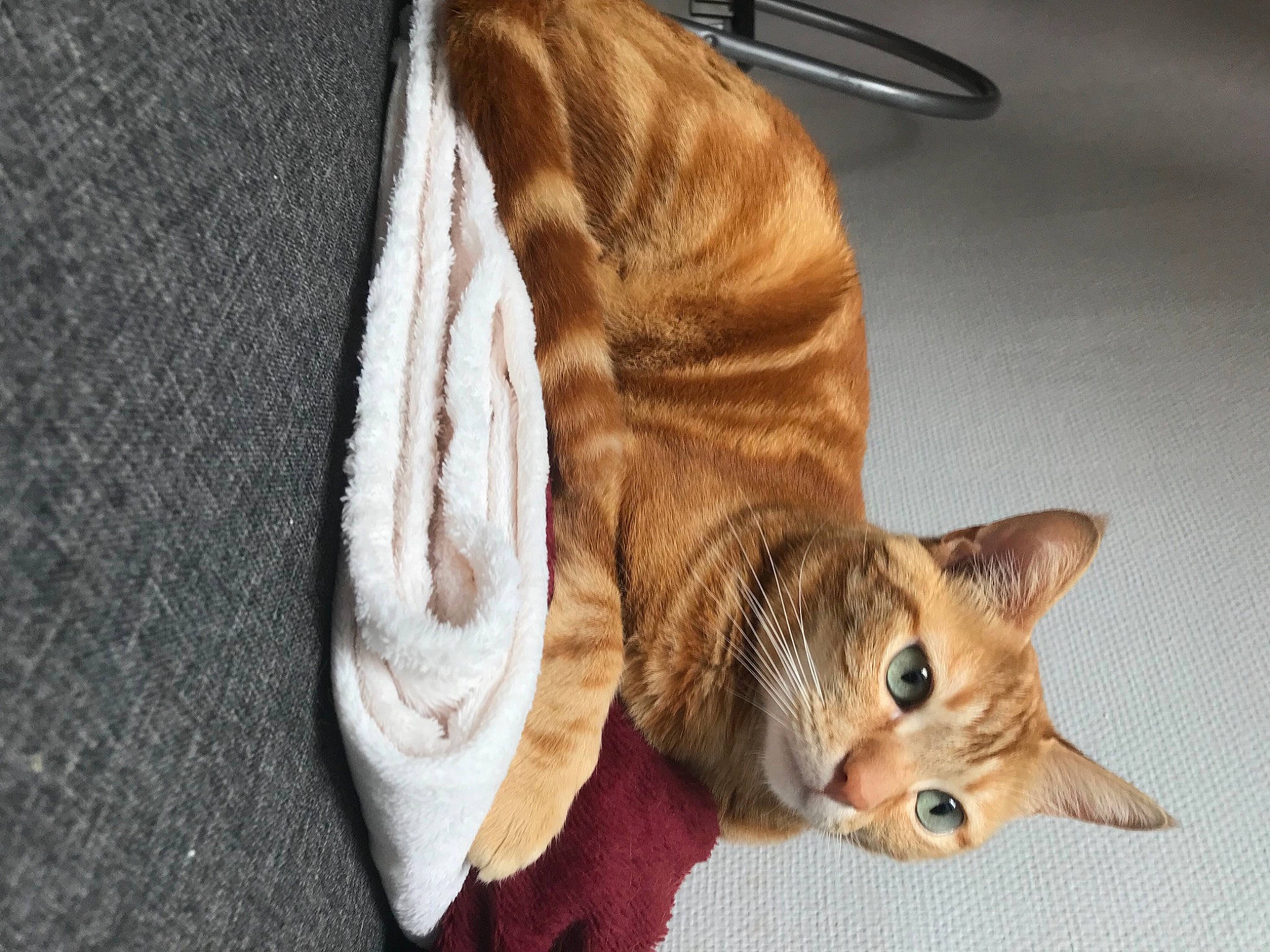 Omaley participe au concours pour gagner de l'argent avec cette photo : canidae, carnivore, cat, cat_supply, claw, collar, comfort, companion_dog, domestic_short_haired_cat, fawn, felidae, fur, human_leg, kitchen_utensil, linens, paw, small_to_medium_sized_cats, tail, whiskers, wood