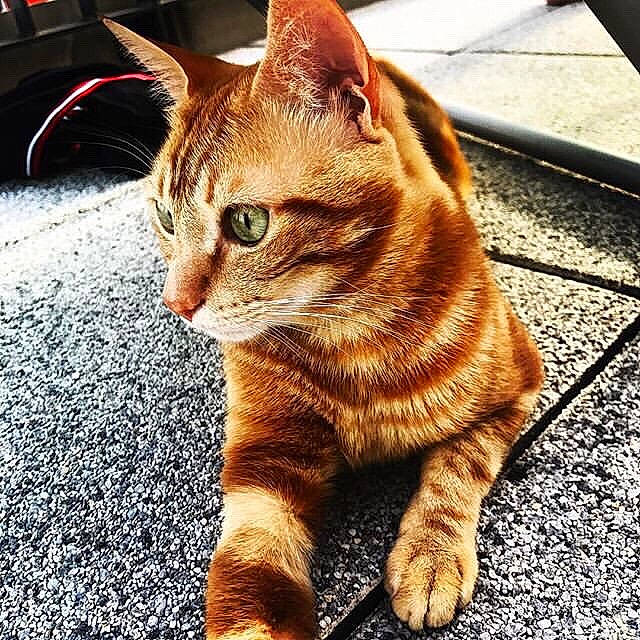 Omaley a rejoint le concours — aidez-le/la à gagner de superbes lots ! carnivore, cat, claw, domestic_short_haired_cat, eye, fawn, felidae, foot, fur, grass, paw, road_surface, sitting, small_to_medium_sized_cats, snout, tail, terrestrial_animal, whiskers, window, wood