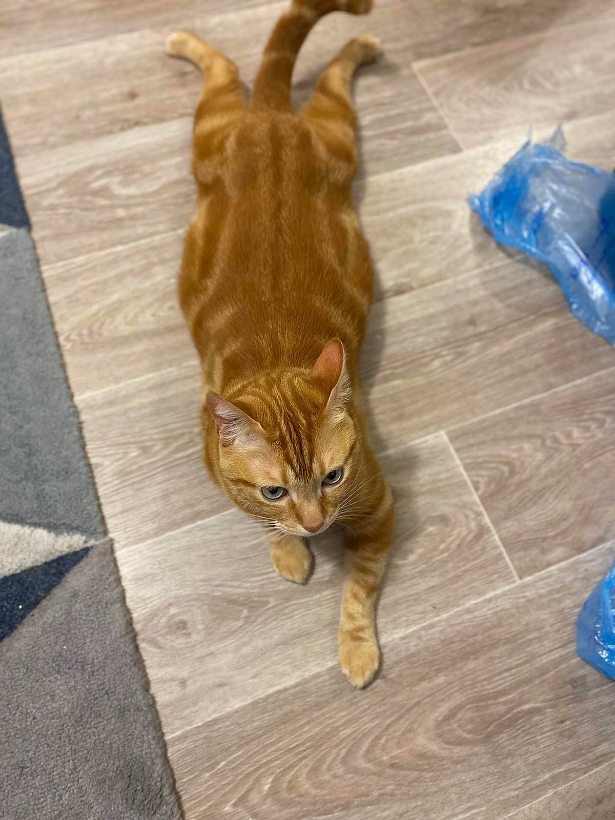 Omaley a rejoint le concours — aidez-le/la à gagner de superbes lots ! brown, carnivore, cat, claw, domestic_short_haired_cat, electric_blue, fawn, felidae, flooring, fur, hardwood, paw, small_to_medium_sized_cats, tail, terrestrial_animal, tile_flooring, whiskers, wood, wood_flooring, wood_stain