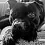 animal, boxer, bulldog, canine, dog, frenchbulldog, hound, labradorretriever, pet, pitbull, pointer, pug, puppy, snout, terrier