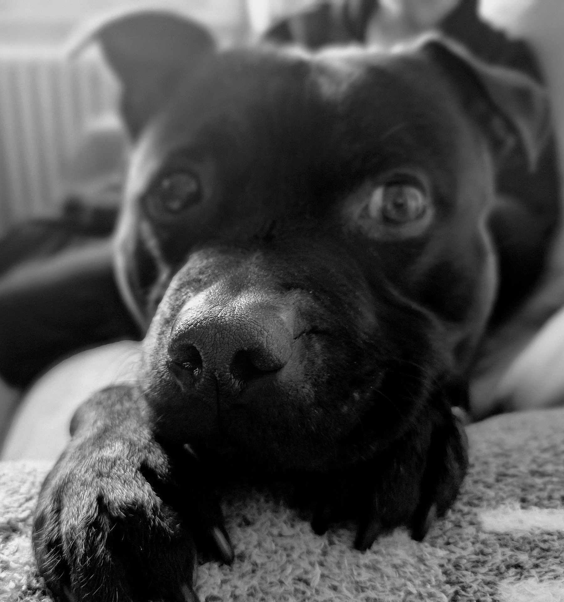 Prince a rejoint le concours — aidez-le/la à gagner de superbes lots ! animal, boxer, bulldog, canine, dog, frenchbulldog, hound, labradorretriever, pet, pitbull, pointer, pug, puppy, snout, terrier