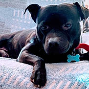 Prince participe au concours pour gagner de l'argent avec cette photo : dog, black_dog, pet, collar, bone_tag, paw, blanket, resting, indoor, closeup, animal, canine, fur, relaxed, lying_down, cute, portrait, companion, domestic_animal, furniture