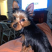 Milo is registered to the contest to win money with this photo: animal, canine, chair, computerhardware, couch, desk, dog, electronics, entertainmentcenter, furniture, hardware, indoors, interiordesign, monitor, pet, puppy, screen, table, terrier, tv