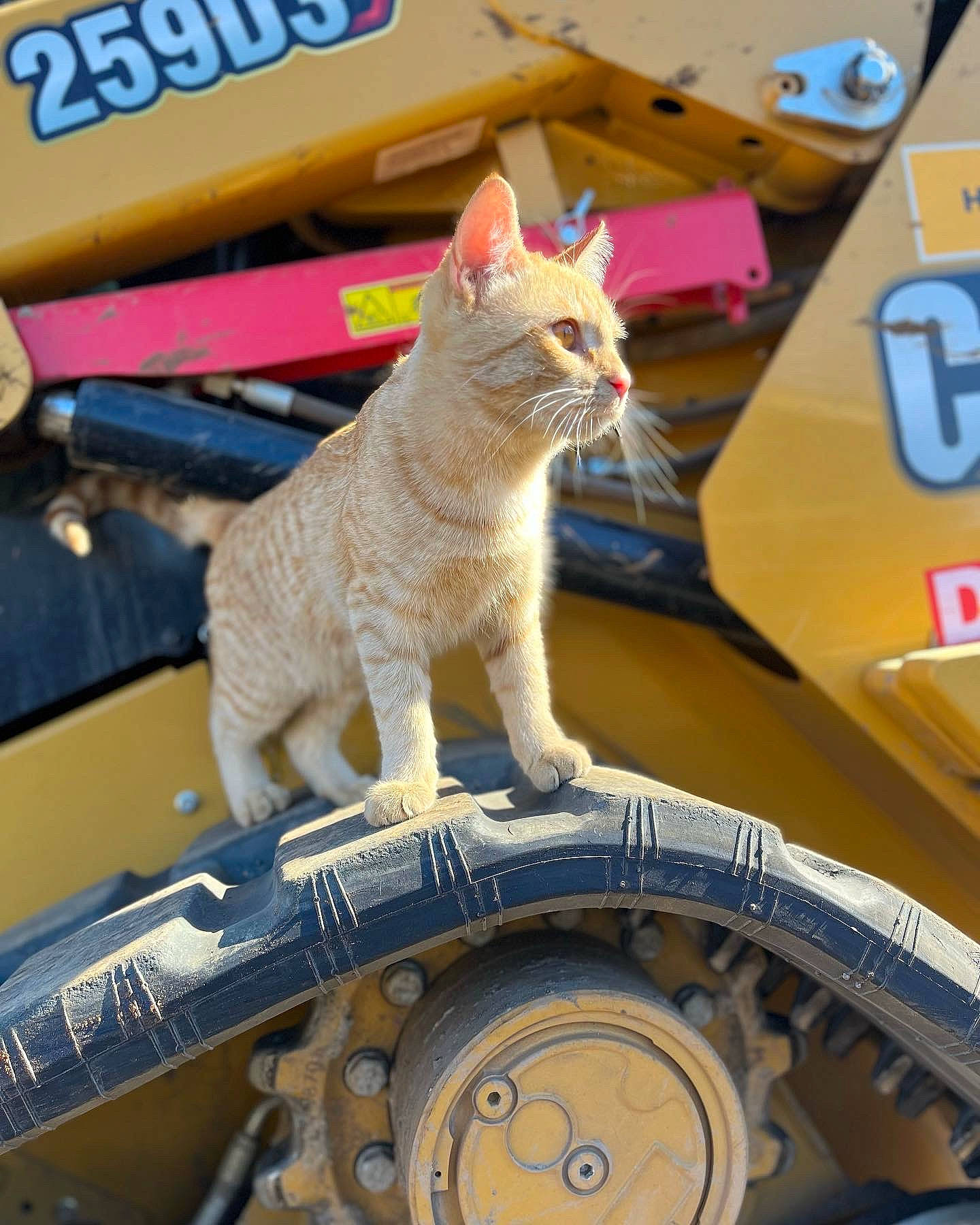 Dixon joined the competition — help win amazing prizes! automotive_tire, bicycle_tire, bicycle_wheel, blue, carnivore, cat, fawn, felidae, fender, motor_vehicle, rim, small_to_medium_sized_cats, snout, synthetic_rubber, tail, tire, tire_care, tread, wheel, whiskers