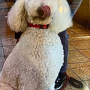Sophie joined the competition — help win amazing prizes! animal, canine, companion, curly_fur, cute, dog, domestic, floor, fur, indoor, jeans, licking_nose, person, pet, red_collar, sitting, sneakers, tiled_floor, tongue, white_dog