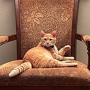 Starburst is registered to the contest to win money with this photo: cat, orange_tabby, chair, furniture, indoor, pet, animal, relaxed, lounging, tail, paw, patterned, wooden_frame, domestic_cat, fur, cute, portrait, resting, calm, home