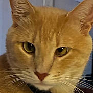 Starburst joined the competition — help win amazing prizes! cat, ginger_cat, close_up, collar, pet, indoor, whiskers, fur, ears, face, yellow_eyes, domestic_cat, feline, animal, neck, jewelry, lamp, background, portrait, curious