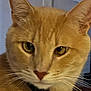 cat, ginger_cat, close_up, collar, pet, indoor, whiskers, fur, ears, face, yellow_eyes, domestic_cat, feline, animal, neck, jewelry, lamp, background, portrait, curious