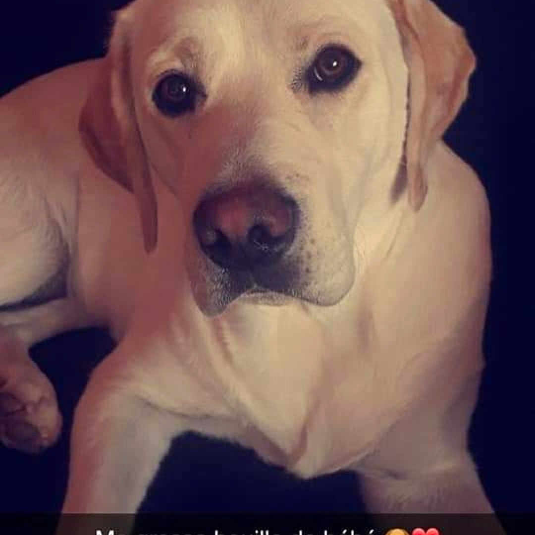 Olympe participe au concours pour gagner de l'argent avec cette photo : animal, beagle, canine, dog, goldenretriever, hound, labradorretriever, pet, pointer, puppy, snout, whitedog