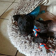 Athos a rejoint le concours — aidez-le/la à gagner de superbes lots ! puppy, dog, black_dog, pet, toy, rope_toy, bed, fluffy_bed, indoor, tile_floor, cute, animal, paw, laying_down, looking_up, pet_bed, cozy, playful, fur, young_dog