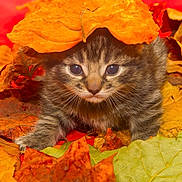 Morgan joined the competition — help win amazing prizes! kitten, cat, tabby, animal, pet, autumn, fall, leaves, orange, yellow, brown, cute, young, fur, whiskers, nature, playful, closeup, outdoor, adorable