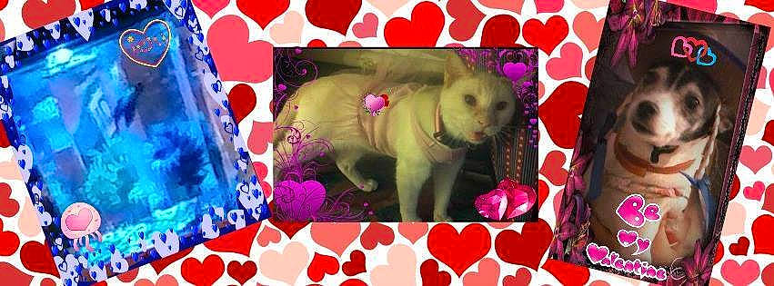 Snowbelle is registered to the contest to win money with this photo: art, carnivore, companion_dog, dog, dog_breed, fawn, font, fur, graphics, magenta, organism, pattern, pink, rectangle, snout, sporting_group, terrestrial_animal, textile, visual_arts, working_animal