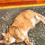 Peanut joined the competition — help win amazing prizes! cat, orange_tabby, pet, animal, indoor, floor, rug, wood_floor, feline, relaxed, lying_down, cute, whiskers, paws, fur, domestic_cat, looking_at_camera, cozy, home, resting