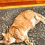 cat, orange_tabby, pet, animal, indoor, floor, rug, wood_floor, feline, relaxed, lying_down, cute, whiskers, paws, fur, domestic_cat, looking_at_camera, cozy, home, resting