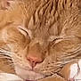 Peanut is registered to the contest to win money with this photo: cat, ginger_cat, sleeping, closeup, fur, whiskers, nose, paw, relaxed, cozy, indoor, pet, animal, mammal, cute, resting, domestic_cat, feline, soft, peaceful
