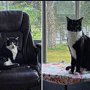 Charlie Chaplin is registered to the contest to win money with this photo: animal, black_and_white_cat, cat, chair, curious, daylight, feline, fur, greenery, home, indoor, looking, nature, office_chair, pet, plant, sitting, table, tablecloth, window